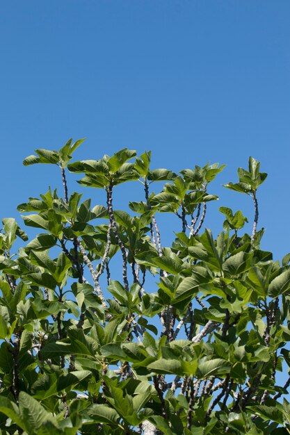 Vijgeboom en blauwe hemel