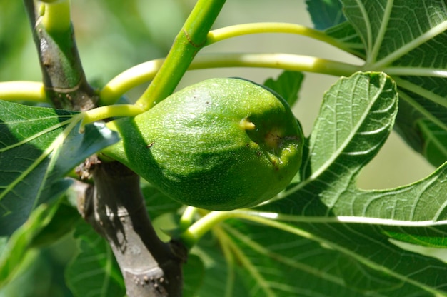 Vijgen in een tuin