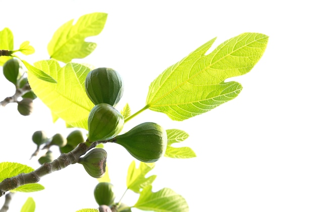 Vijgen met groene bladeren die op wit worden geïsoleerd