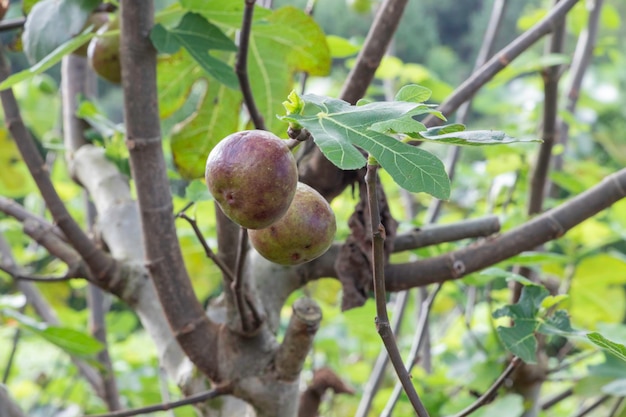 Vijgenblad Ficus carica in het Latijn met onrijp fruitxDxA