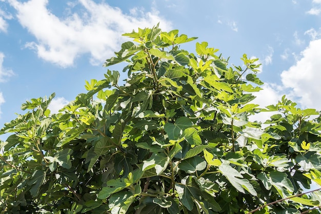 Vijgenboom met blauwe lucht en witte wolken achtergrond