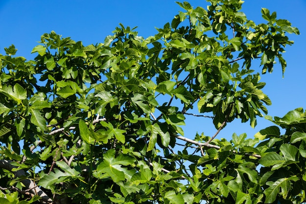 Vijgenboom met vruchten op een achtergrond van blauwe lucht.