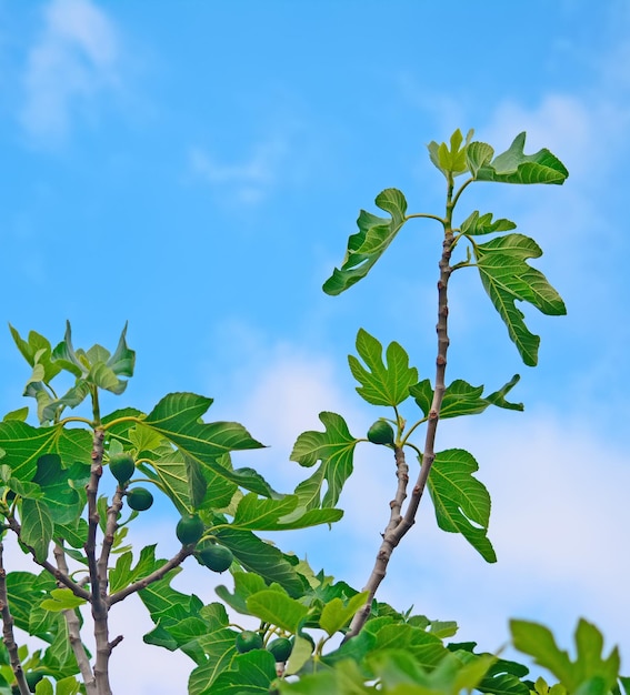 Vijgenboom onder een blauwe lucht