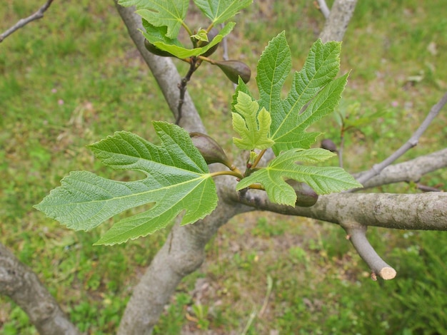 Vijgenboomblad