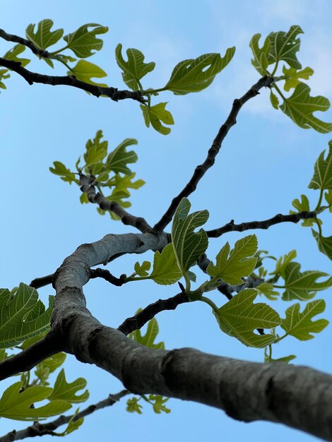 Foto vijgenboomtak op een blauwe achtergrond