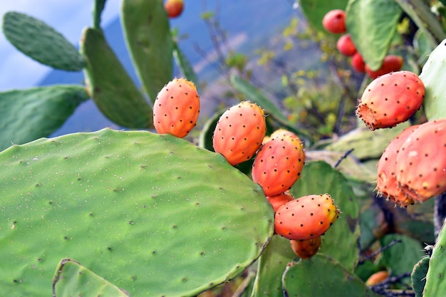 Vijgencactus Opuntia ficusindica met vruchten
