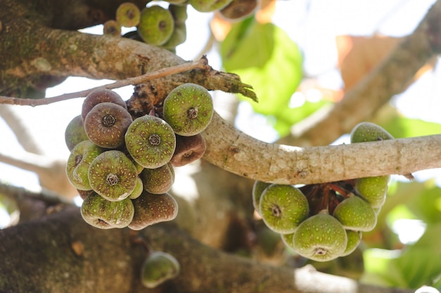 Foto vijgenfruit op een boomclose-up