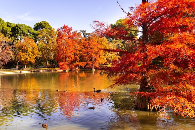 Vijver in de herfst met rode cipressen en eenden en zwanen. Herfstkleuren in een park.