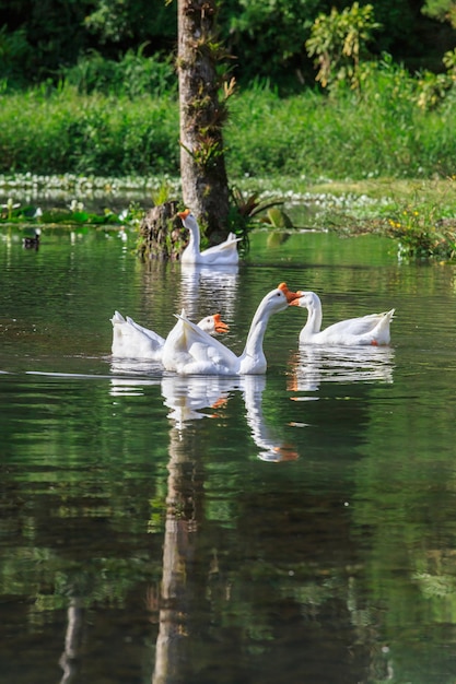 vijver met een groep zwanen omringd door tropische planten is groen