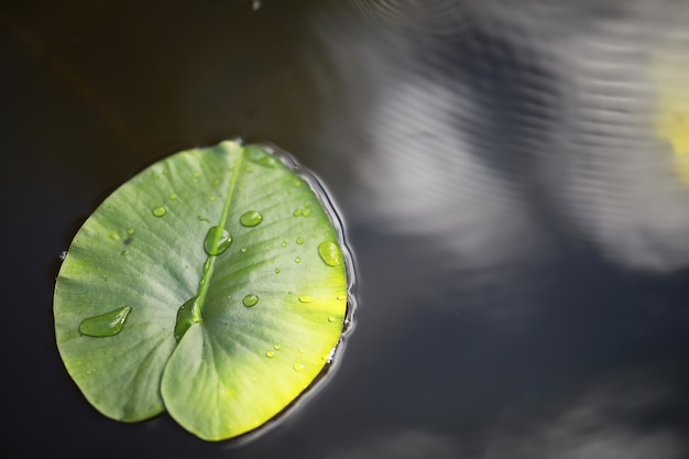 Foto vijver met kroos, moerasplanten, waterlelies en victoria amazonica lelies