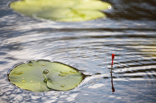 Foto vijver met kroos, moerasplanten, waterlelies en victoria amazonica lelies