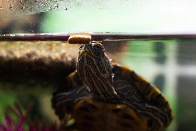 Vijverschuif in water in een aquarium