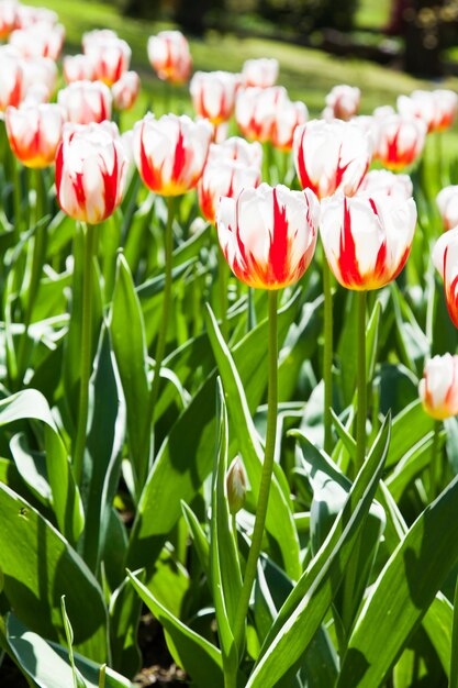 Photo villa taranto - italy. famous italian garden with a dedicated area for tulips cultivation. happy generation tulip.