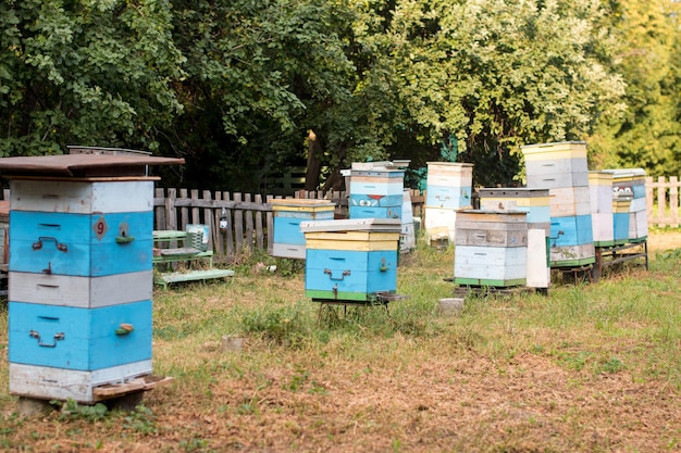 村の養蜂場はちみつ生産 Beehive