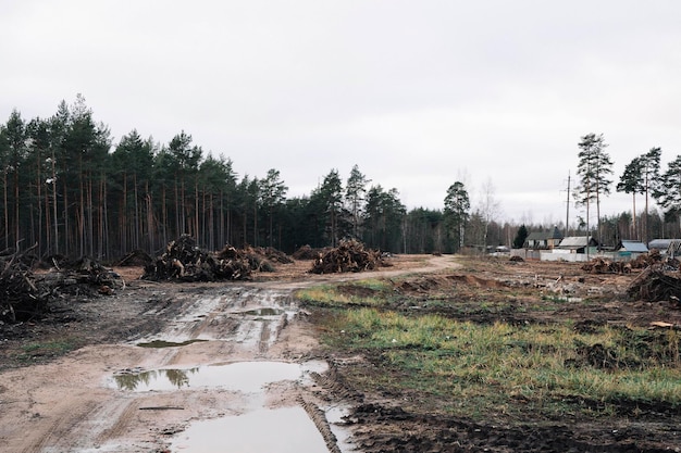 Village autumn road with puddles and mud along the forest with piles of uprooted stumps