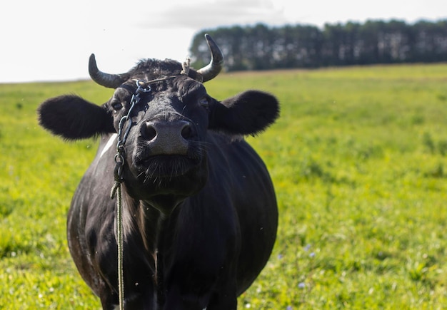 A village black cow on a leash grazes in a meadow. Breeding cows in rural areas.