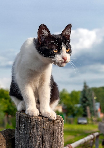 村の猫が柵の上に座って見守っています。