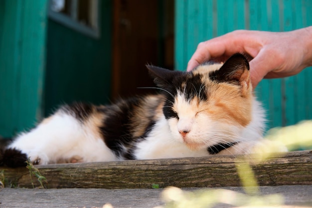 村の猫が通りで発見され、ポーチマンの手のストロークで日光浴をします