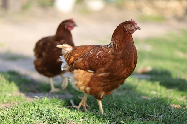 Village chickens walk and graze