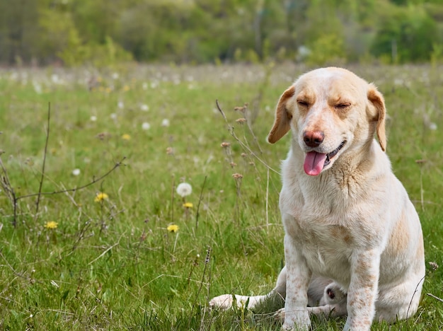 フィールド上の村の犬。