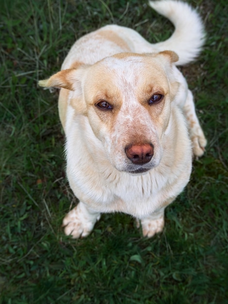 フィールド上の村の犬。