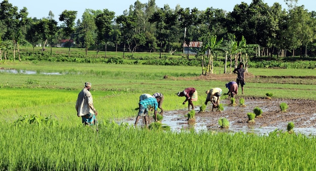Деревенский фермер сажает семена риса в поле.