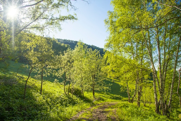 Village forest road and shining sun on a spring evening