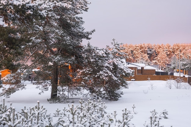 The village house in winter is covered with snow among the pines Winter landscape