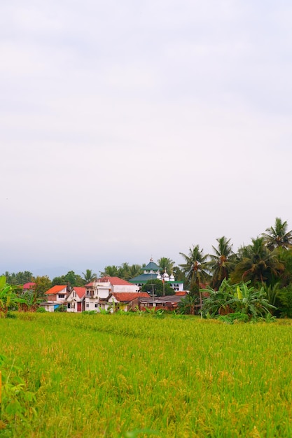 A village in the middle of a field