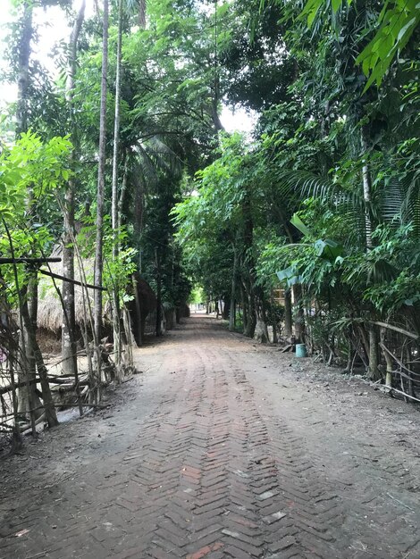 A village path with tropical jungle