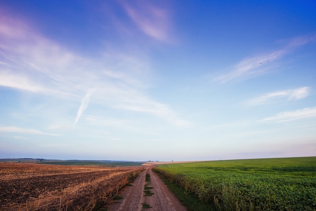 Village road in wheat field under cloudy sky