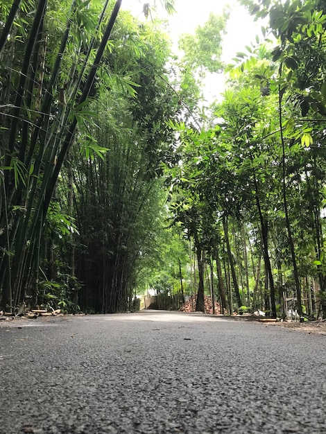 A village road with dense forest