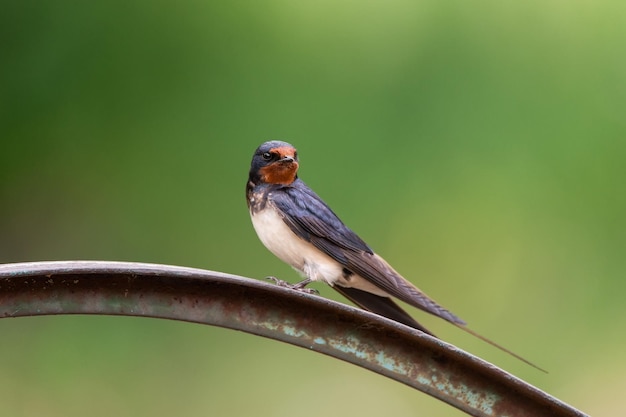 Village swallow on the fence