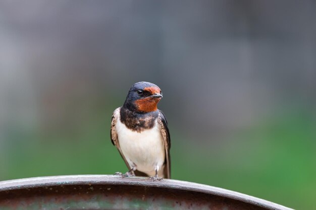 Village swallow on the fencex9