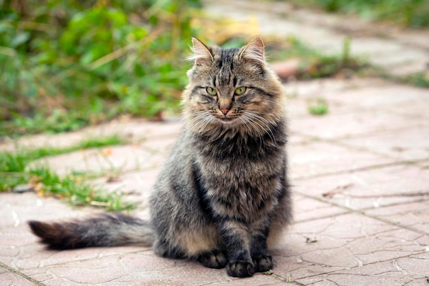 Village tabby cat close-up sitting on a garden plot..