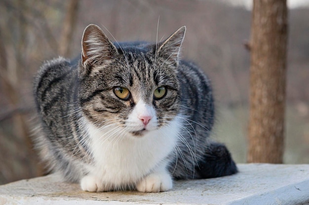 庭の敷地に座っている村のタビー猫のクローズアップ