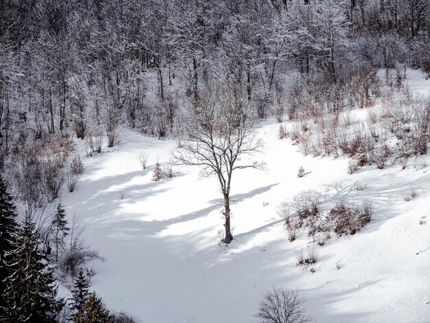 Photo village in transcarpathia ukraine europe spruce forest covered with white snow winter carpathian mountains landscape