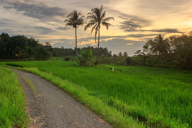 Village view with rice fields and coconut trees at sunset