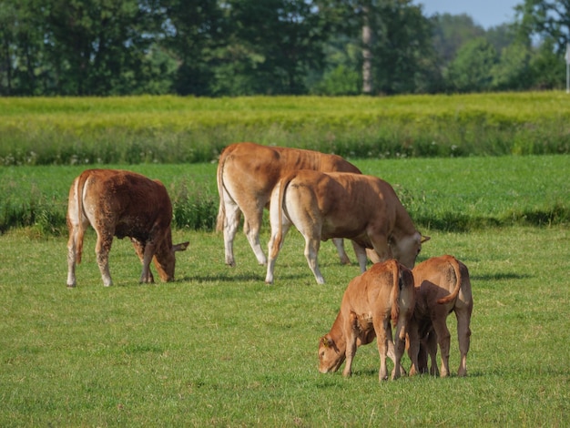 Photo the village of weseke in westphalia