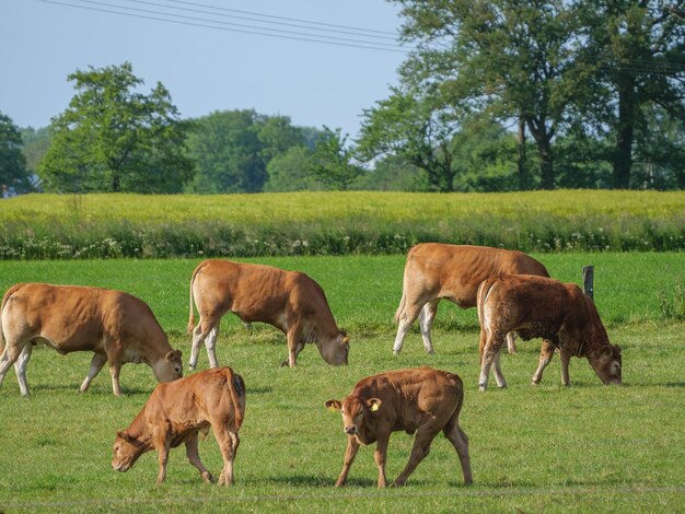 the village of Weseke in westphalia