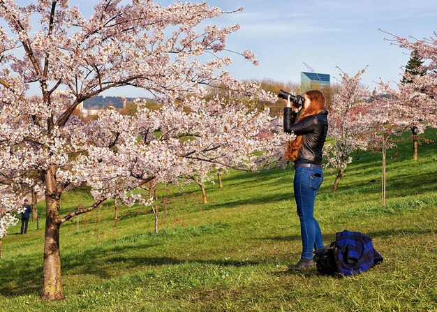 Vilnius, Lithuania - April 30, 2016: Young girl taking photos at Sakura or cherry tree flowers blossom garden in spring, Vilnius, Lithuania