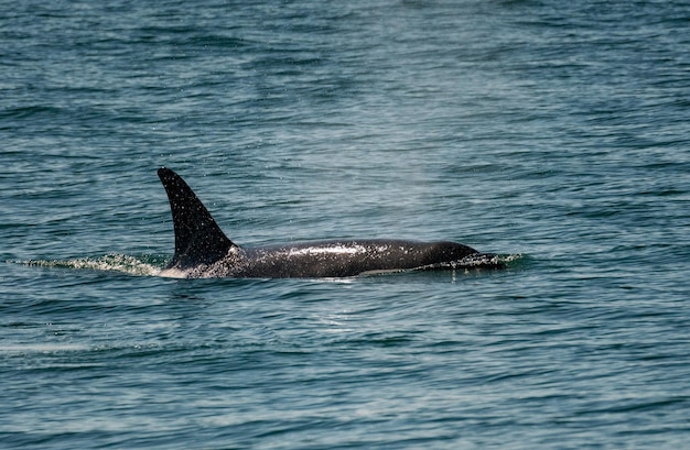 Vin van orka-walvis snijdt door Resurrection Bay Seward