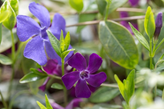 일반적인 이름 bigleaf periwinkle 큰 periwinkle 봄 보라색과 파란색 꽃을 가진 Vinca 전공