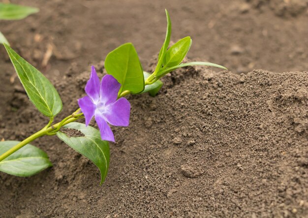 Photo vinca minor in beautiful purple bloom invasive plant