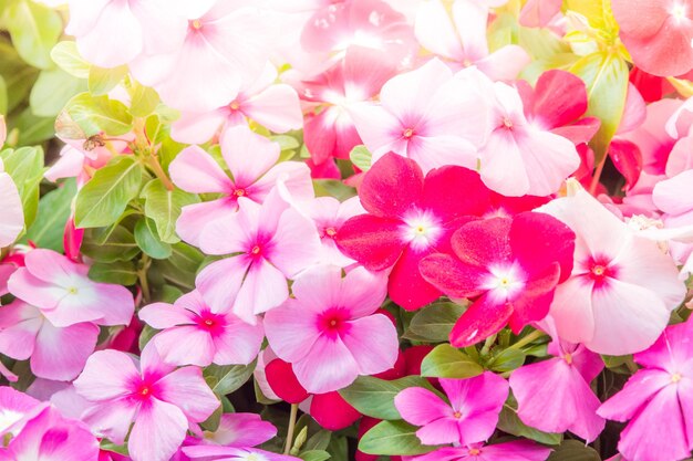 Vinca rosea flowers blossom in the garden foliage variety of colors flowers selective focus