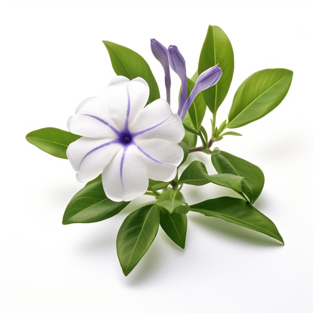 Vinca with white background high quality ultra hd