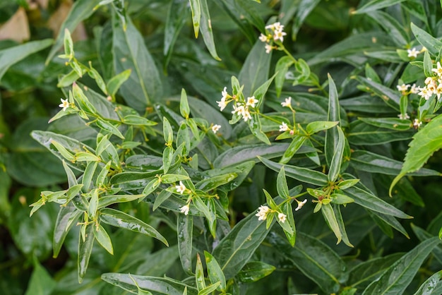 Photo vincetoxicum hirundinaria swallowwort white swallowwort herbal medicine