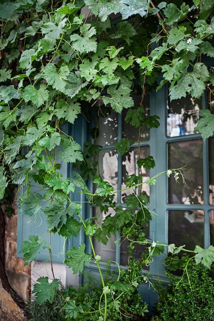 The vine almost hides the window