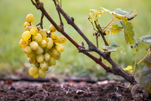 Виноградная ветвь с зелеными листьями и желтой спелой виноградной гроздью