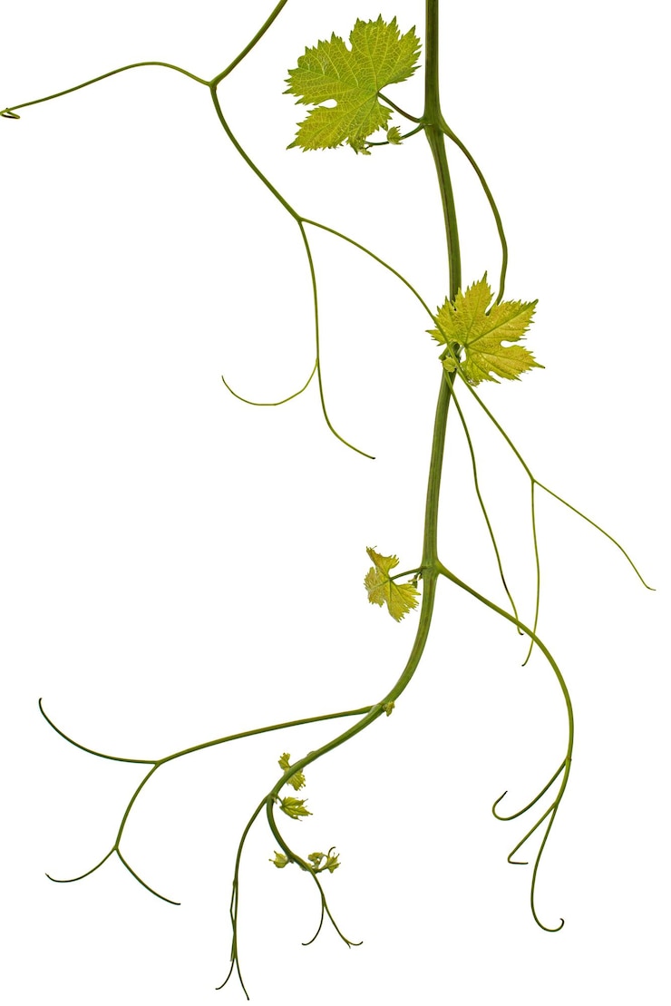 Photo vine branch with tendrils and young leaves fresh young vine leaves isolated on white background